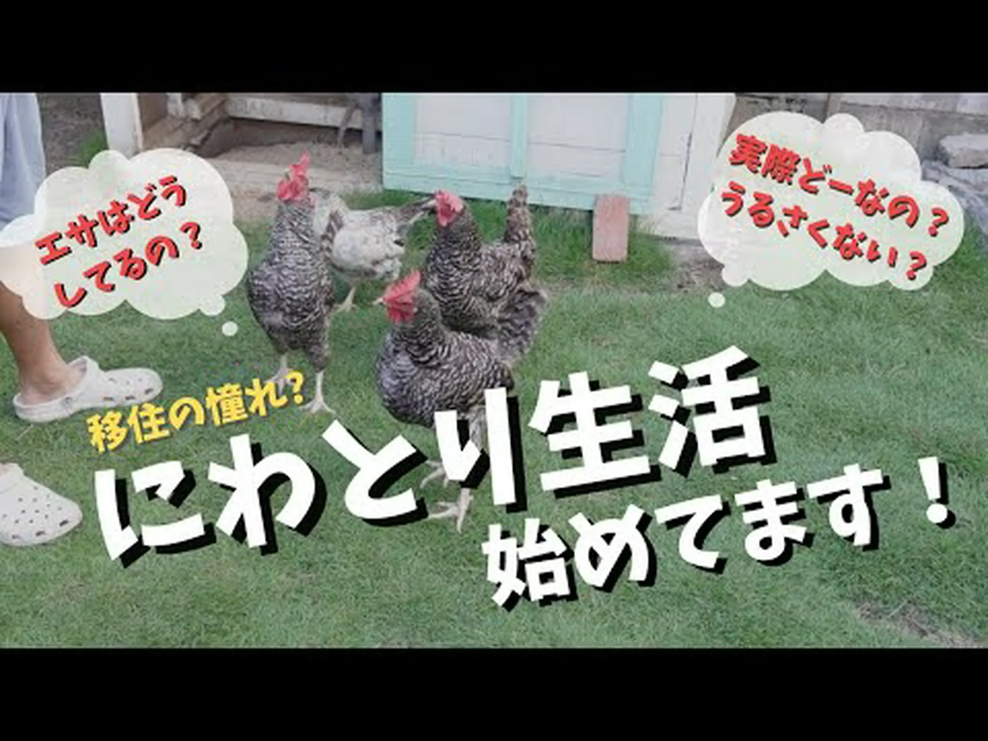 庭で鶏を飼う 庭で鶏を飼う