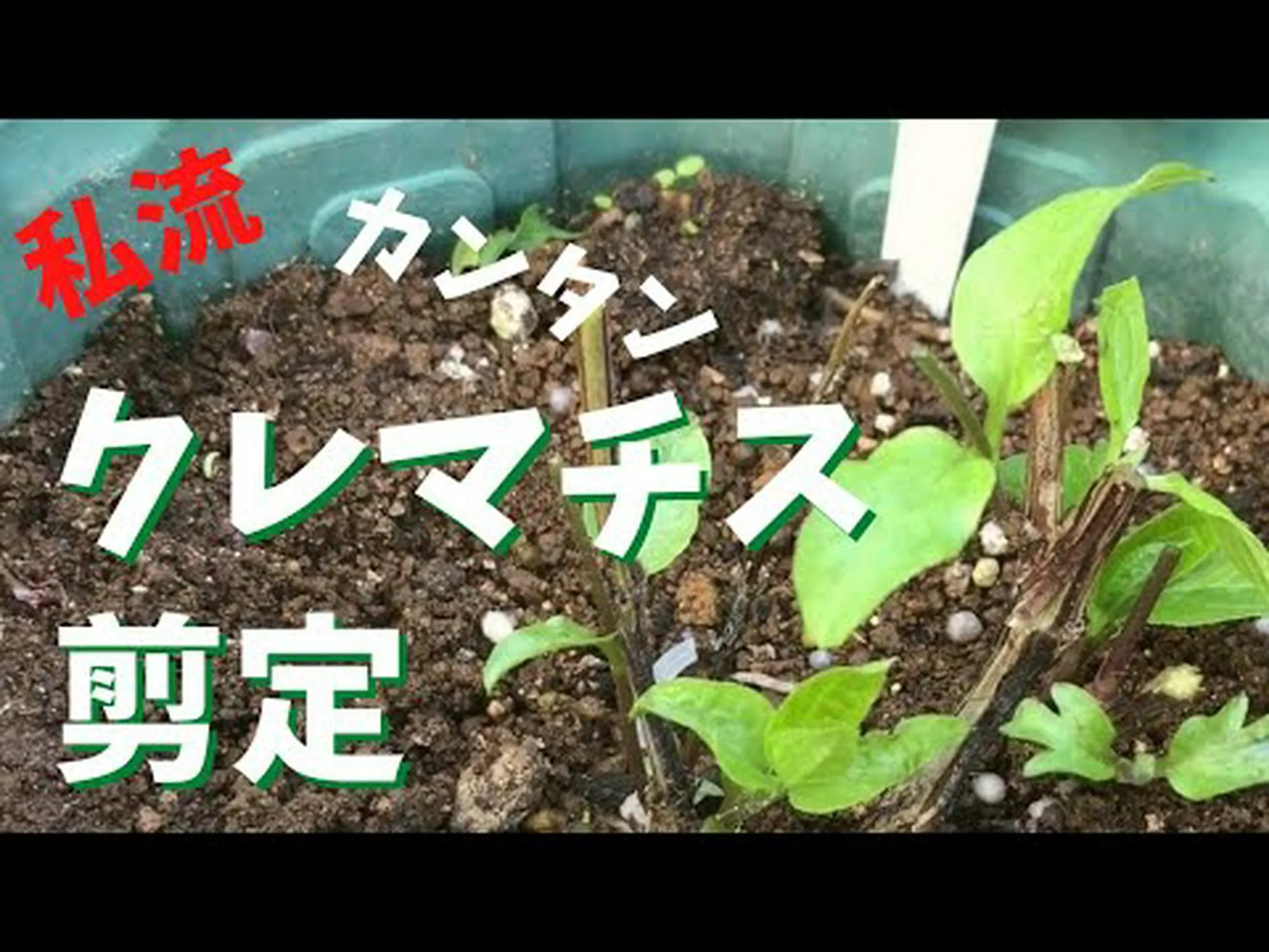 小花クレマチスの剪定 小花クレマチスの剪定