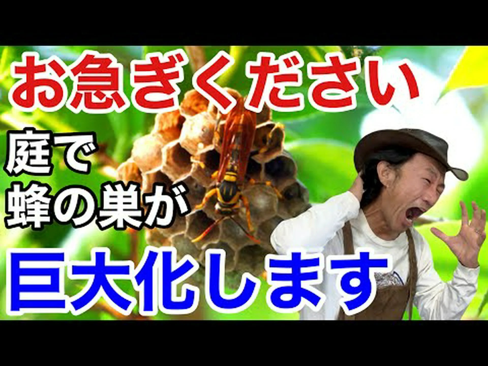 蜂が群がる 蜂が群がる