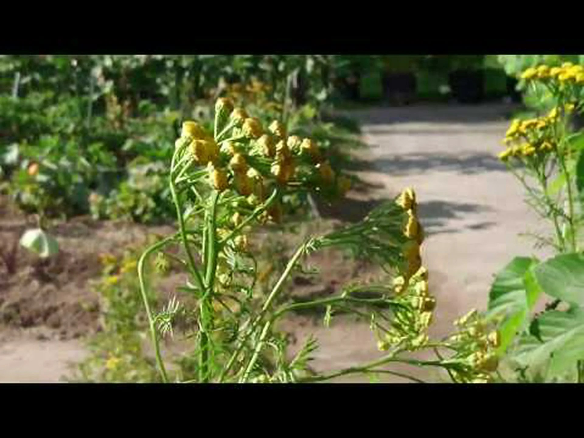 タンジー葉ファセリア タンジー葉ファセリア