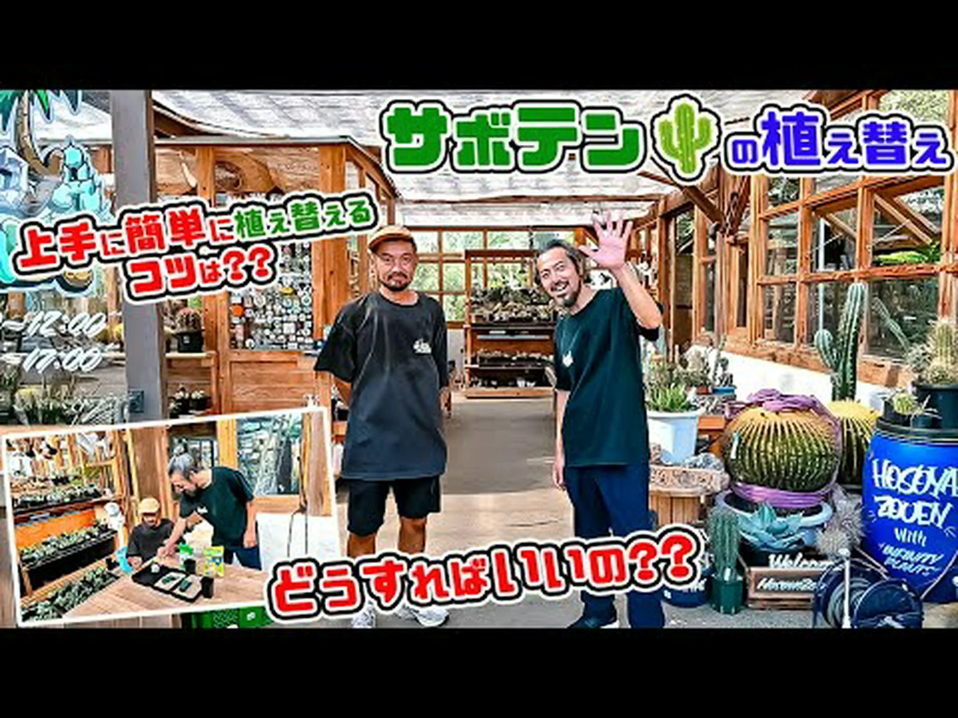 ウニサボテン、サンドドル ウニサボテン、サンドドル