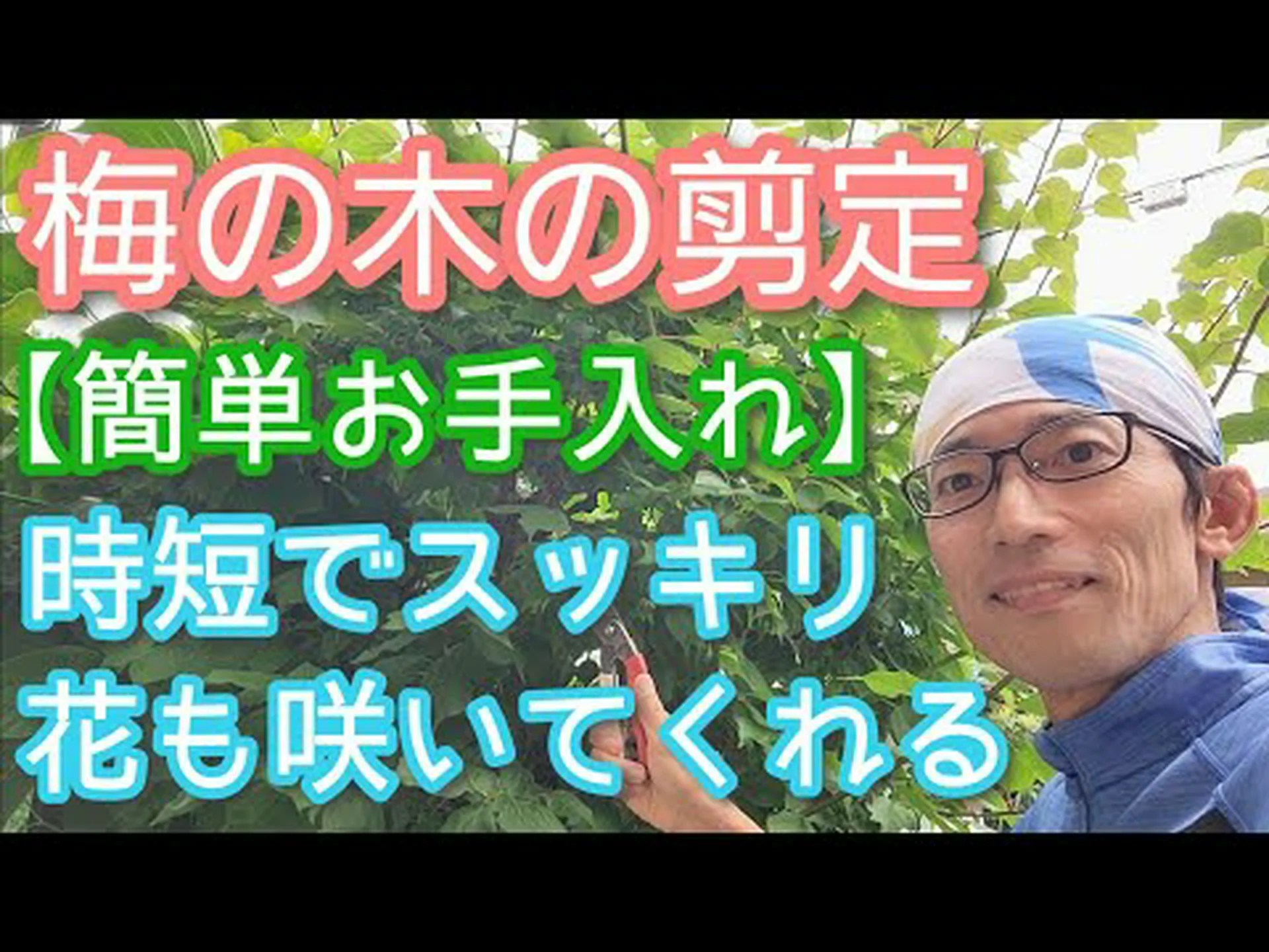 梅の木を剪定する 梅の木を剪定する