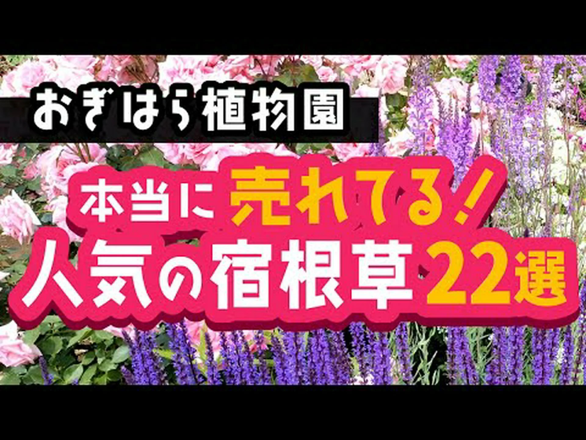 ブラックハンノキ、アルヌスグルチノーザ、ボタニカルシート ブラックハンノキ、アルヌスグルチノーザ、ボタニカルシート