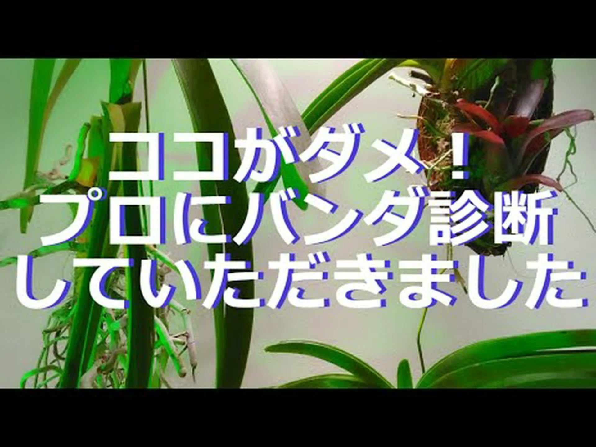アスコセンダ、アスクダ アスコセンダ、アスクダ