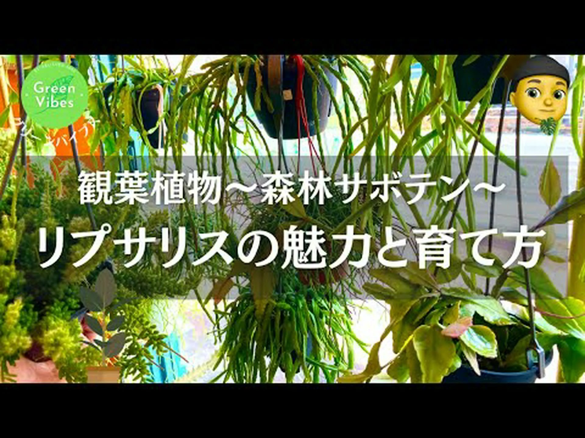 ヤドリギサボテン、ベリーリプサリス ヤドリギサボテン、ベリーリプサリス