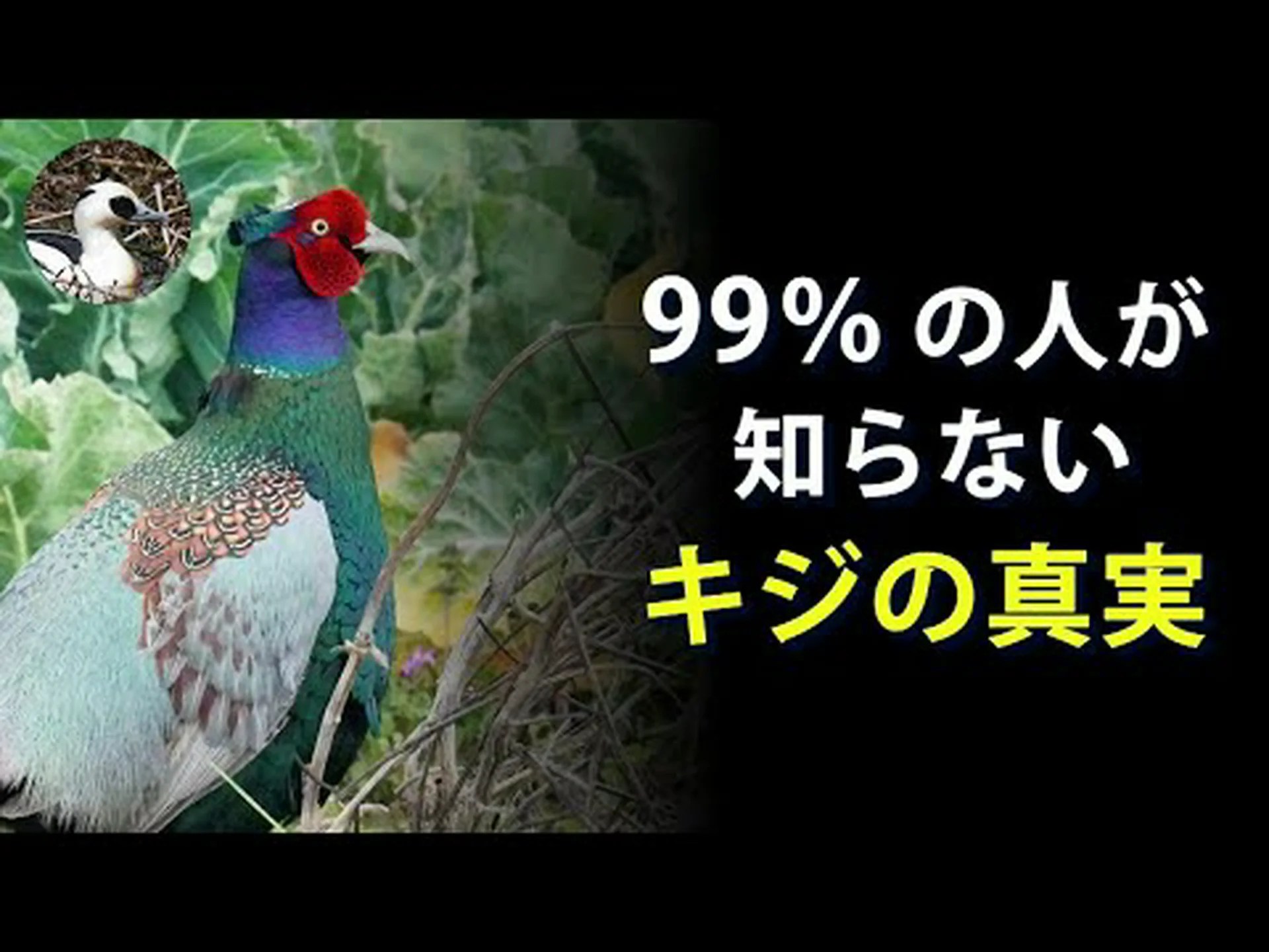 キジの木 キジの木