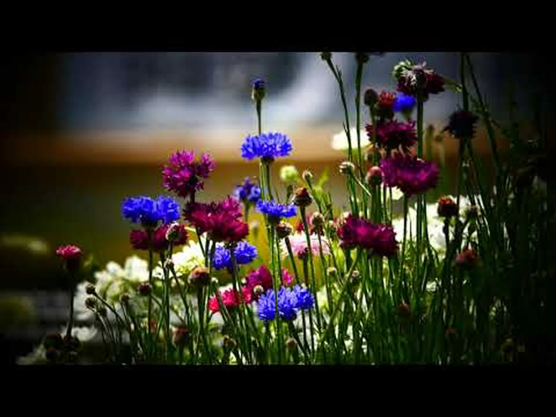 ヤグルマギク、ブルーバーベル ヤグルマギク、ブルーバーベル