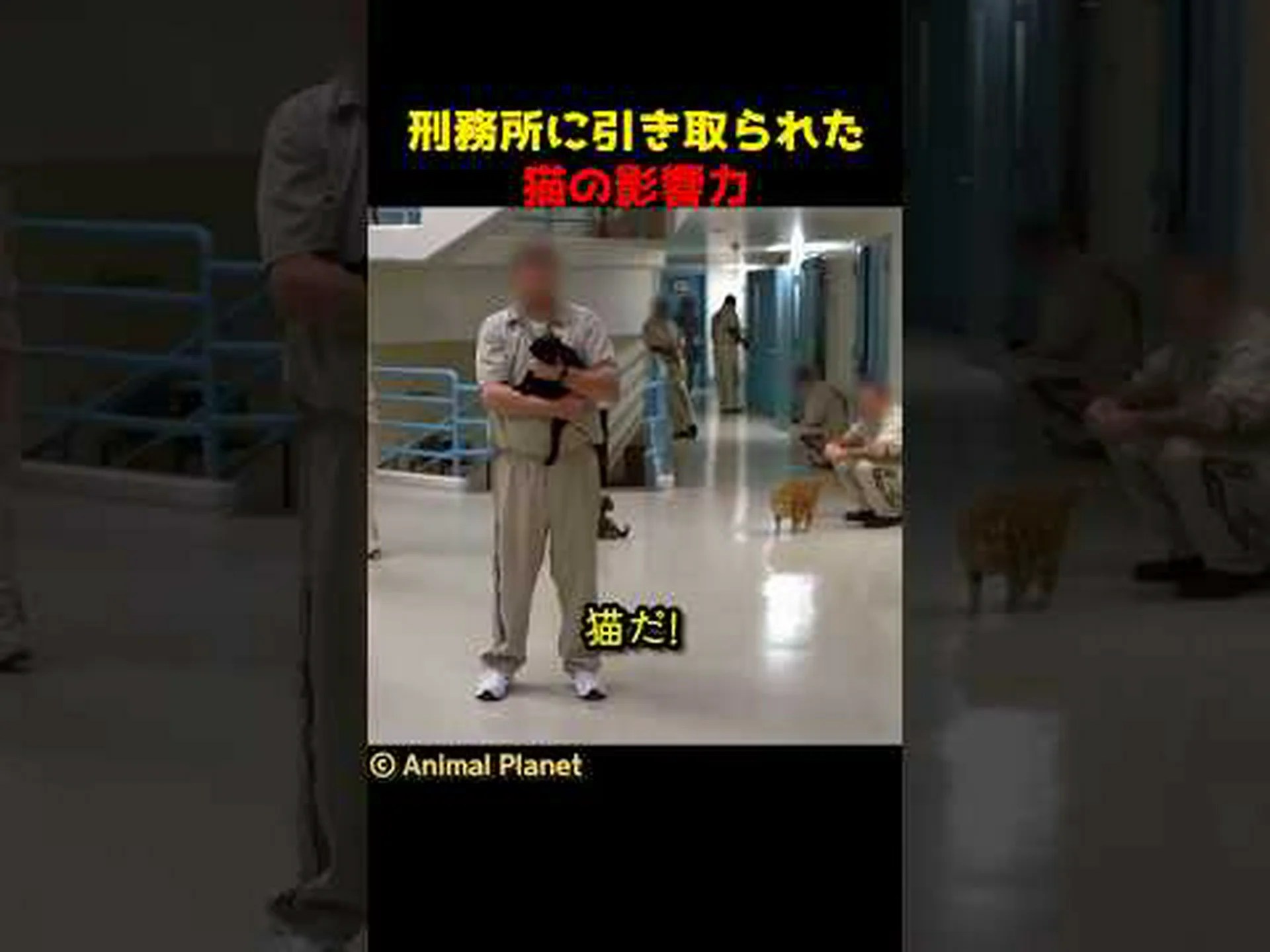 猫の世話をする 猫の世話をする