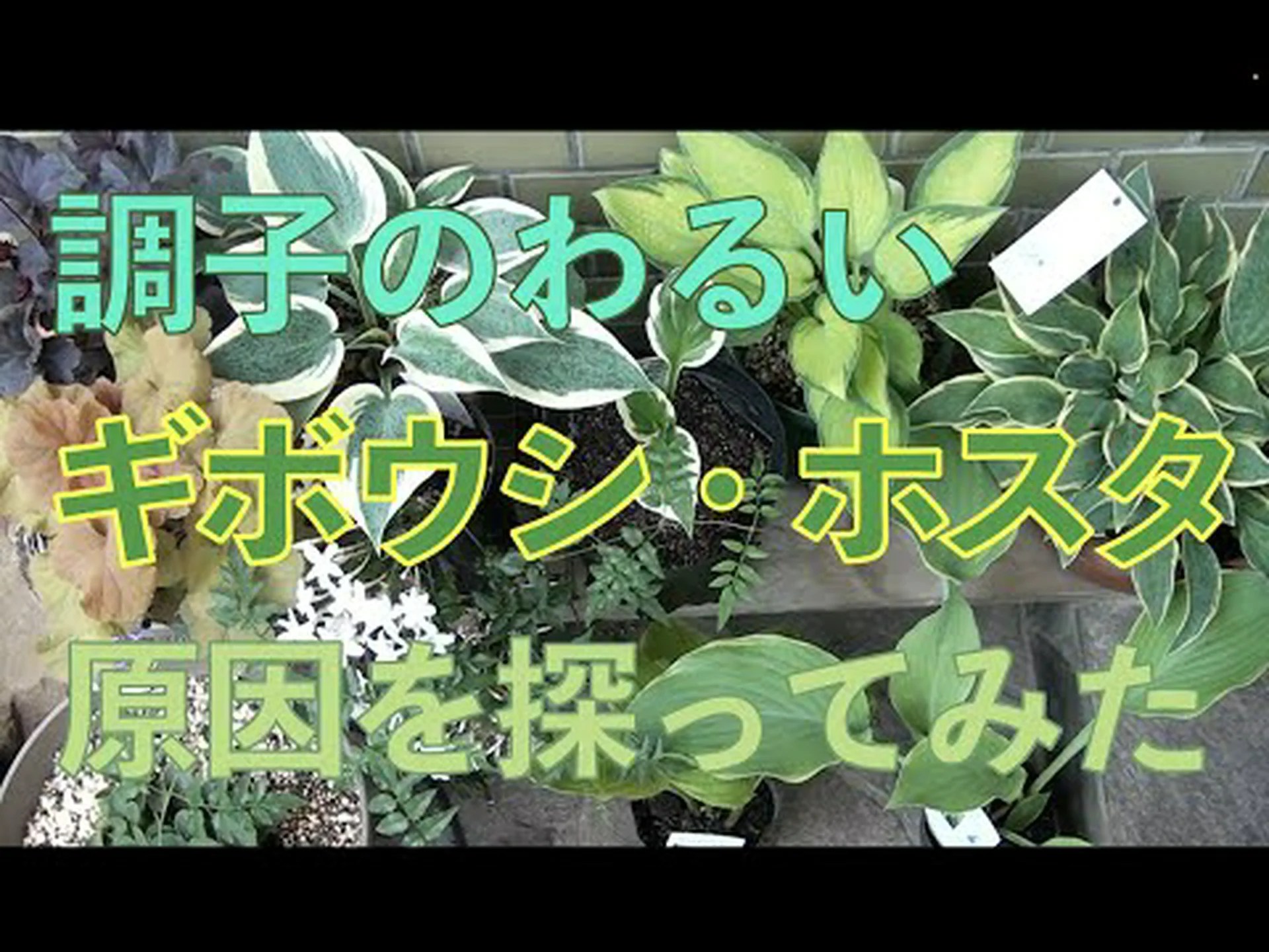 小さなギボウシ 小さなギボウシ