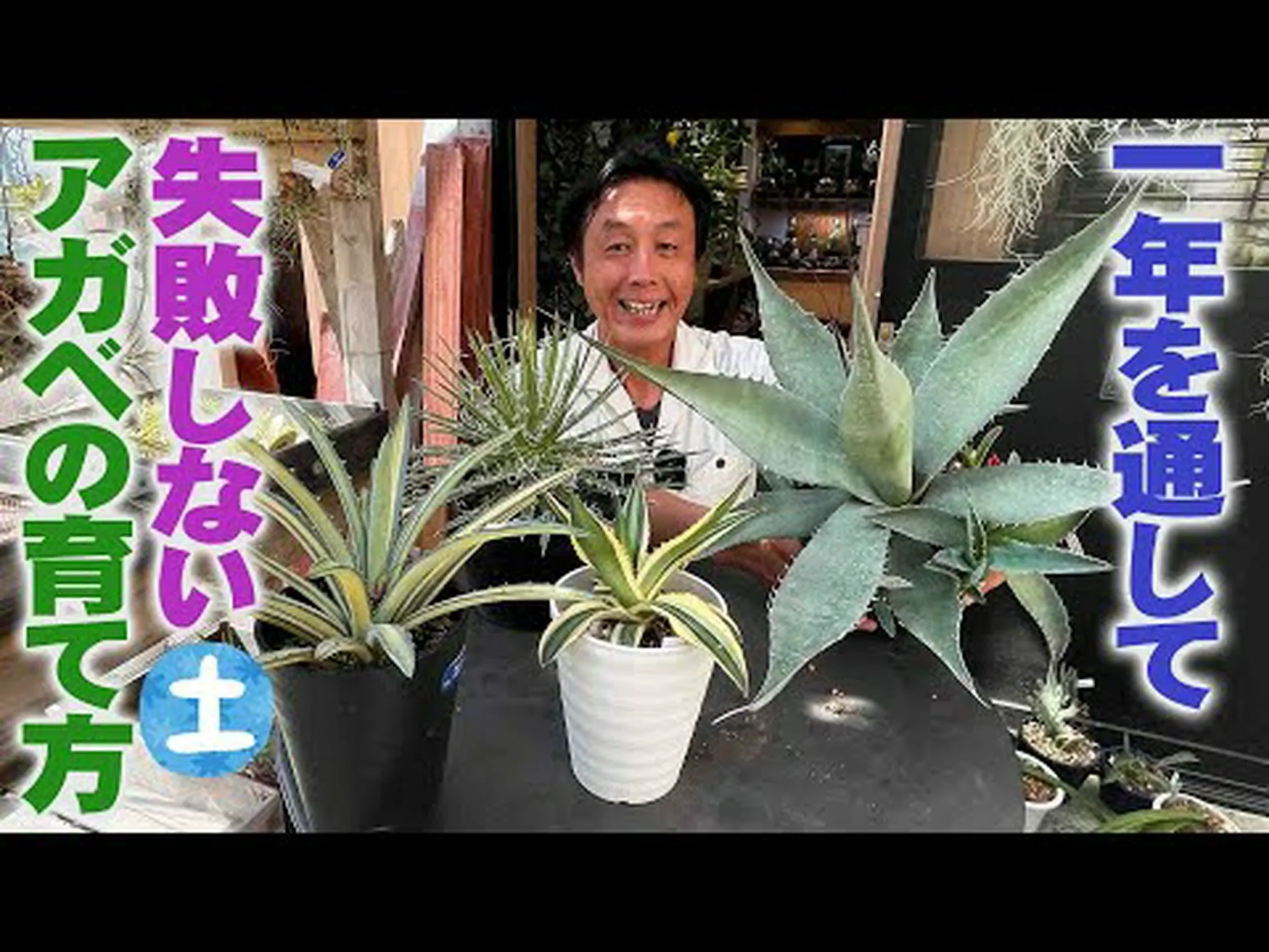 アメリカのリュウゼツラン アメリカのリュウゼツラン