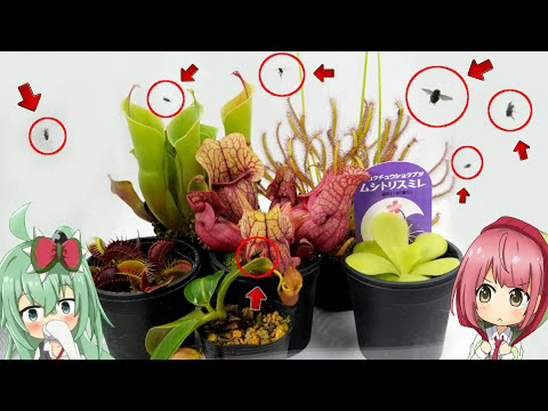 食虫植物、さまざまな種類のトラップ 食虫植物、さまざまな種類のトラップ