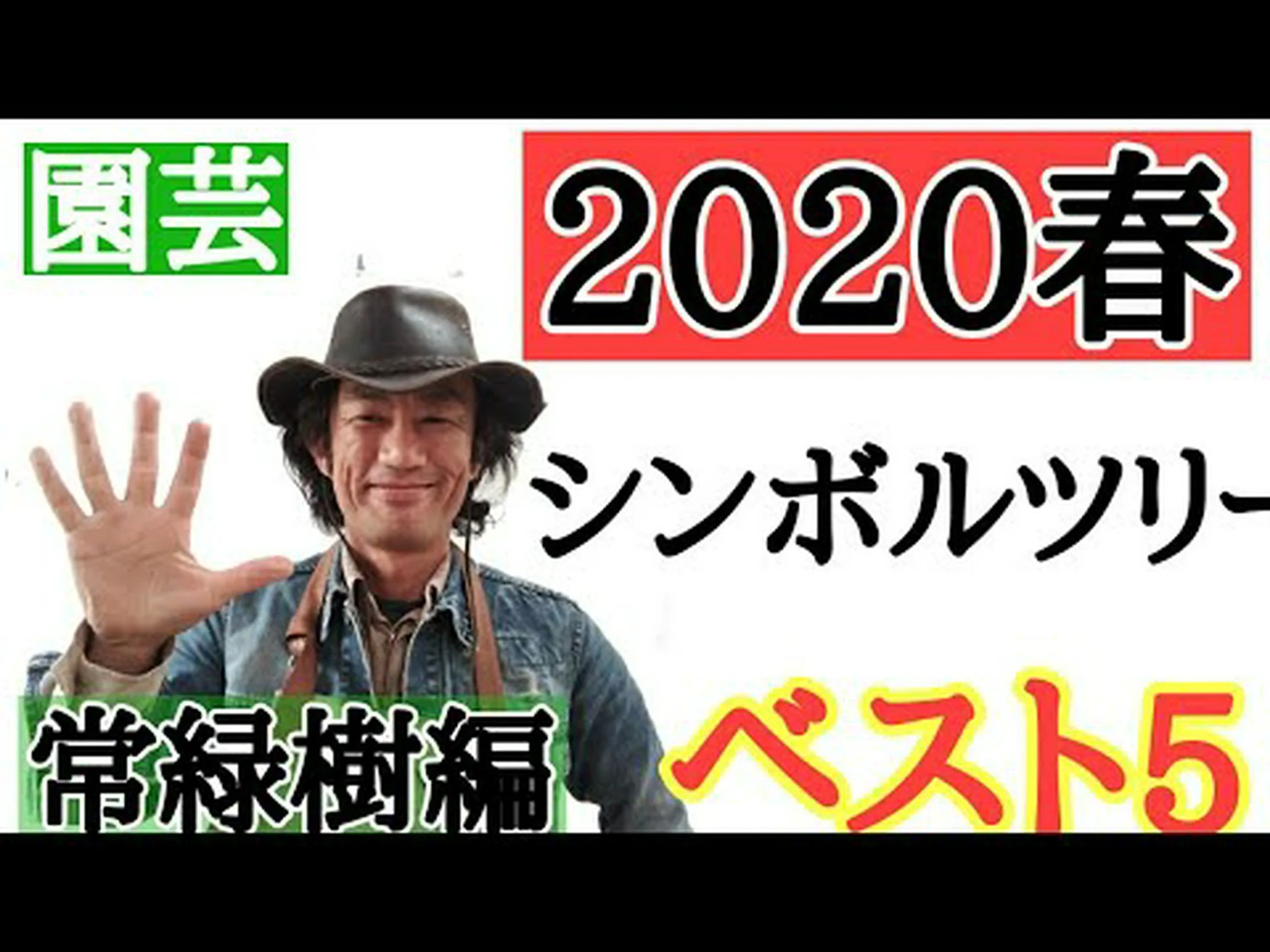 小さな青い針葉樹 小さな青い針葉樹