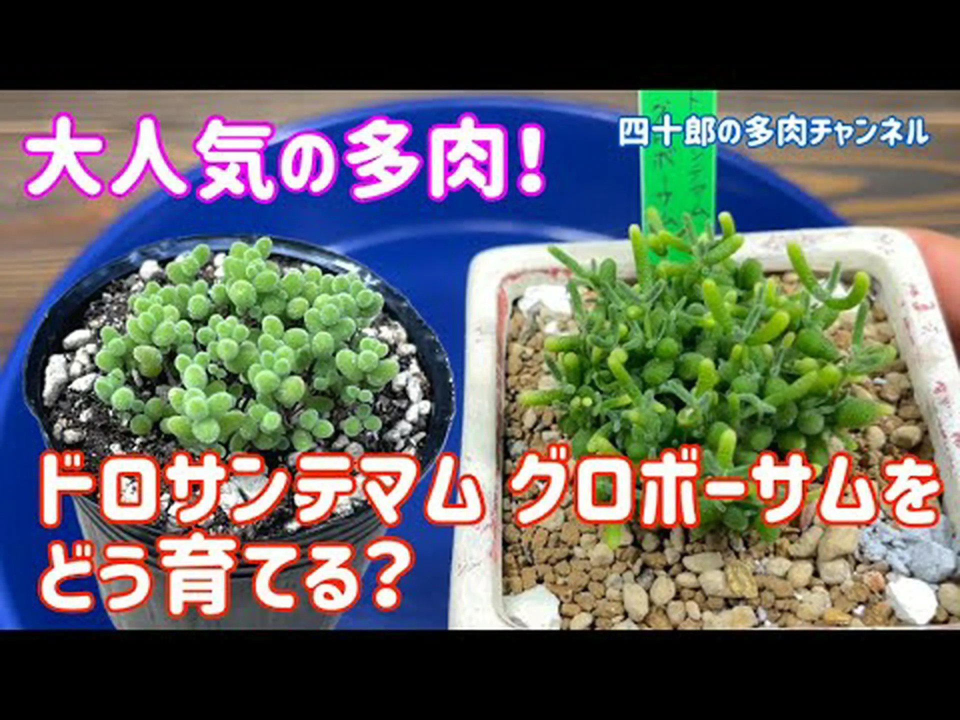 ドロサンセマム ドロサンセマム