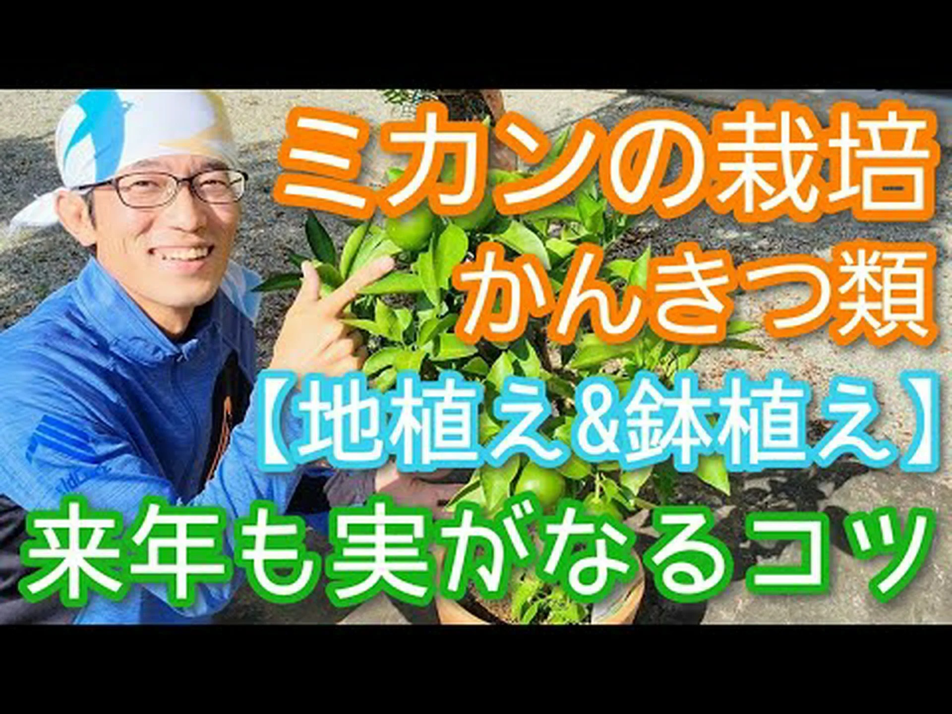 多彩な柑橘類 多彩な柑橘類