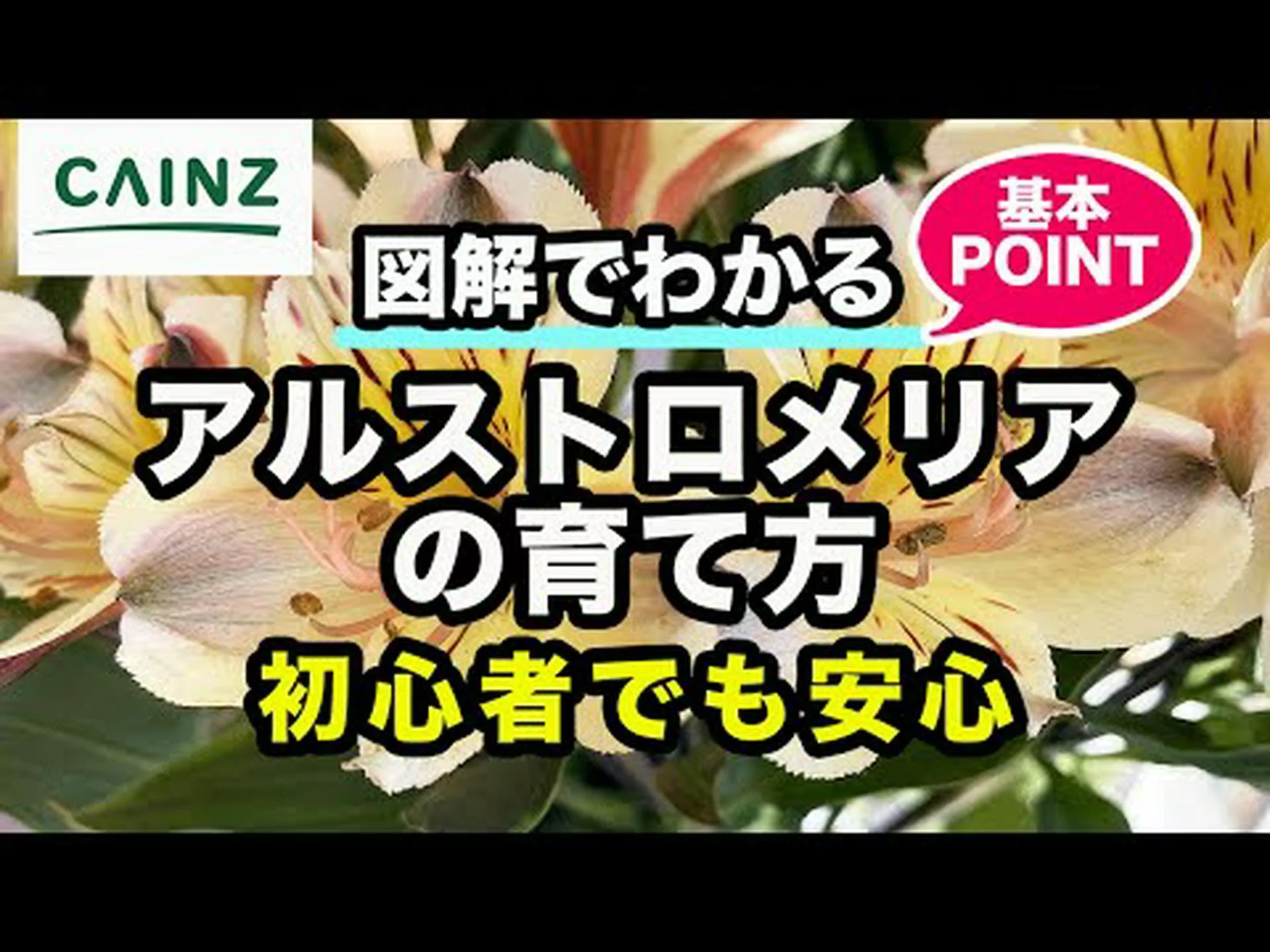 アルストロメリアの植え付けと手入れ アルストロメリアの植え付けと手入れ
