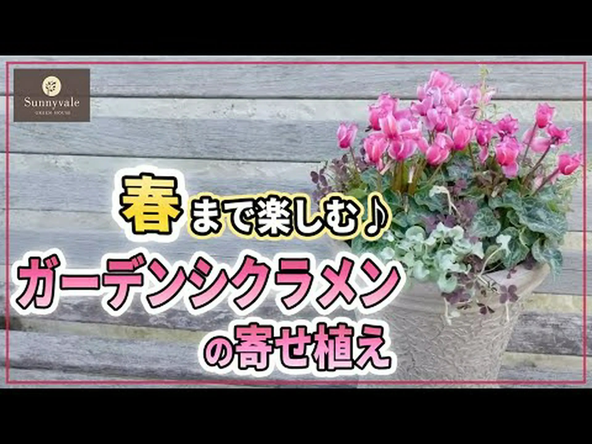 トルコシクラメン トルコシクラメン