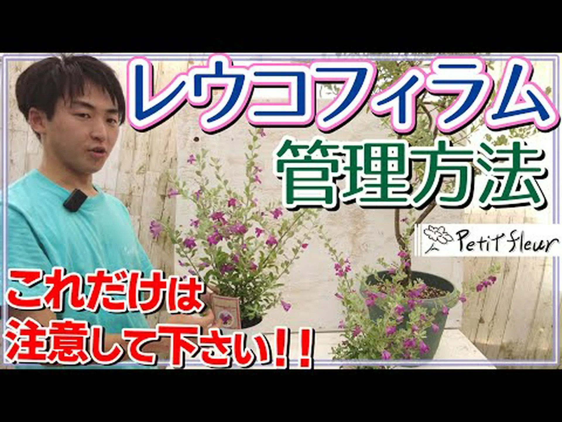 パリポリフィラ パリポリフィラ