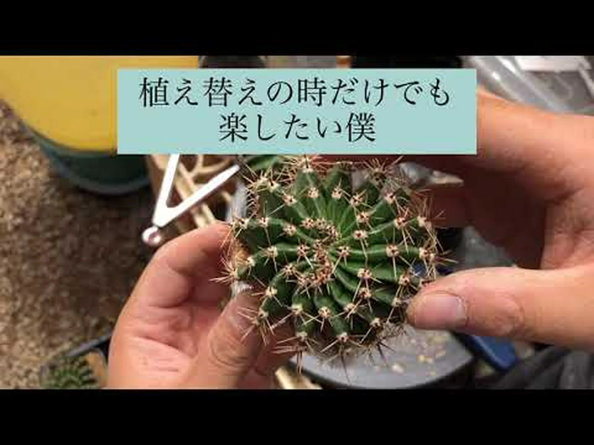 サボテンのとげ サボテンのとげ