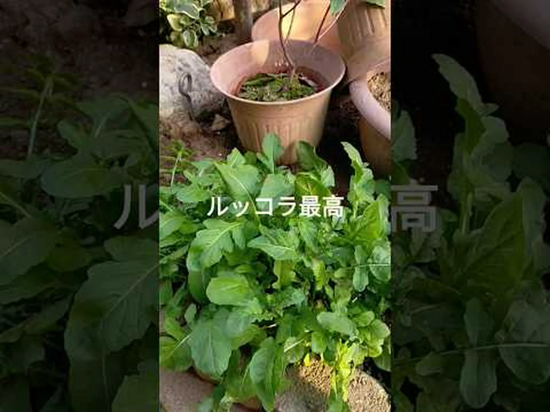 ルッコラ ルッコラ