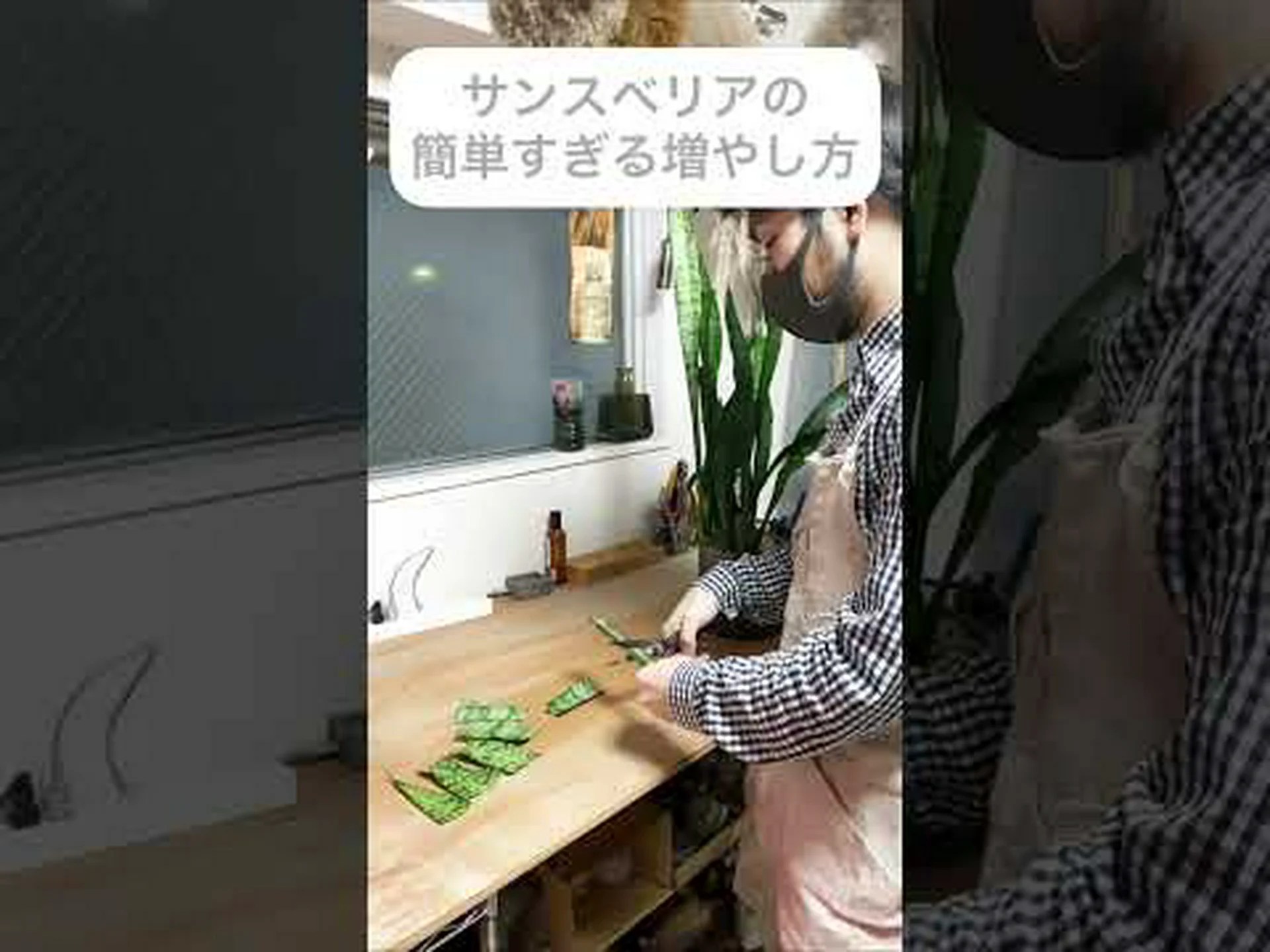 歯のあるリギュラリア、ゴールデン リギュラリア、歯のあるリギュラリア、サマー ラグワート 歯のあるリギュラリア、ゴールデン リギュラリア、歯のあるリギュラリア、サマー ラグワート