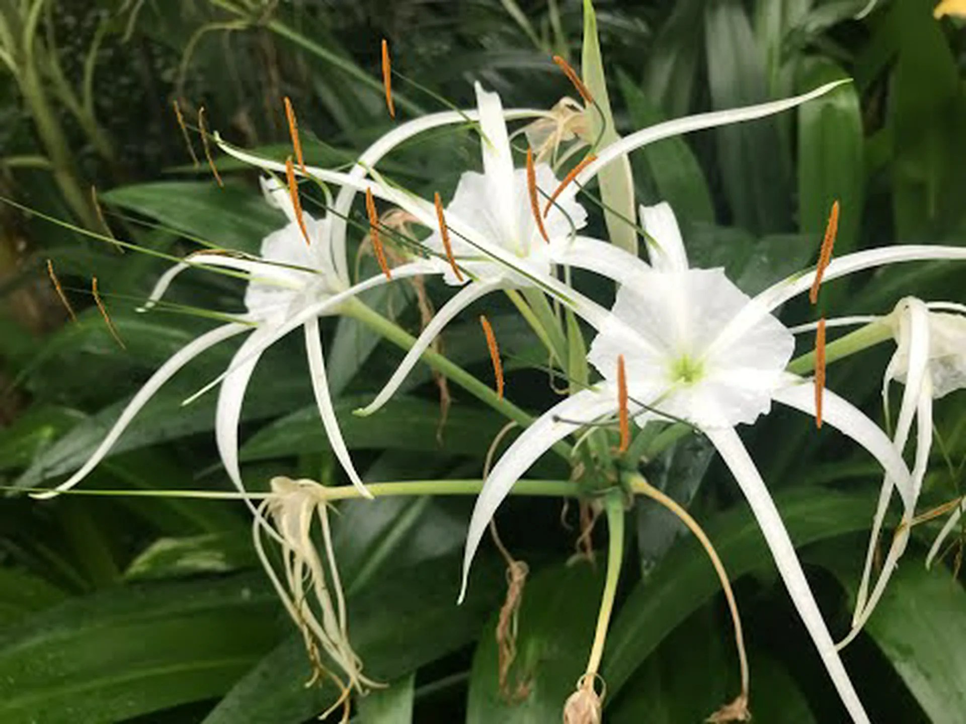 イスメーネ、スパイダーリリー イスメーネ、スパイダーリリー