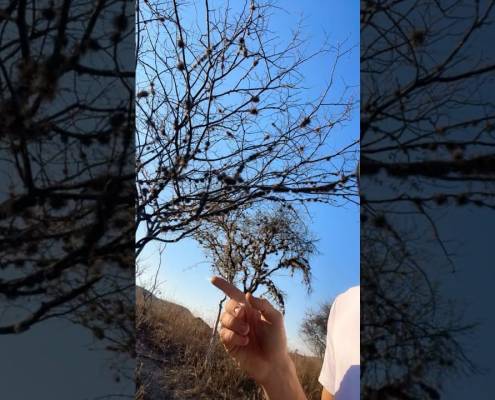 Trillion $ Compute Tree #btc Trillion $ Compute Tree #btc