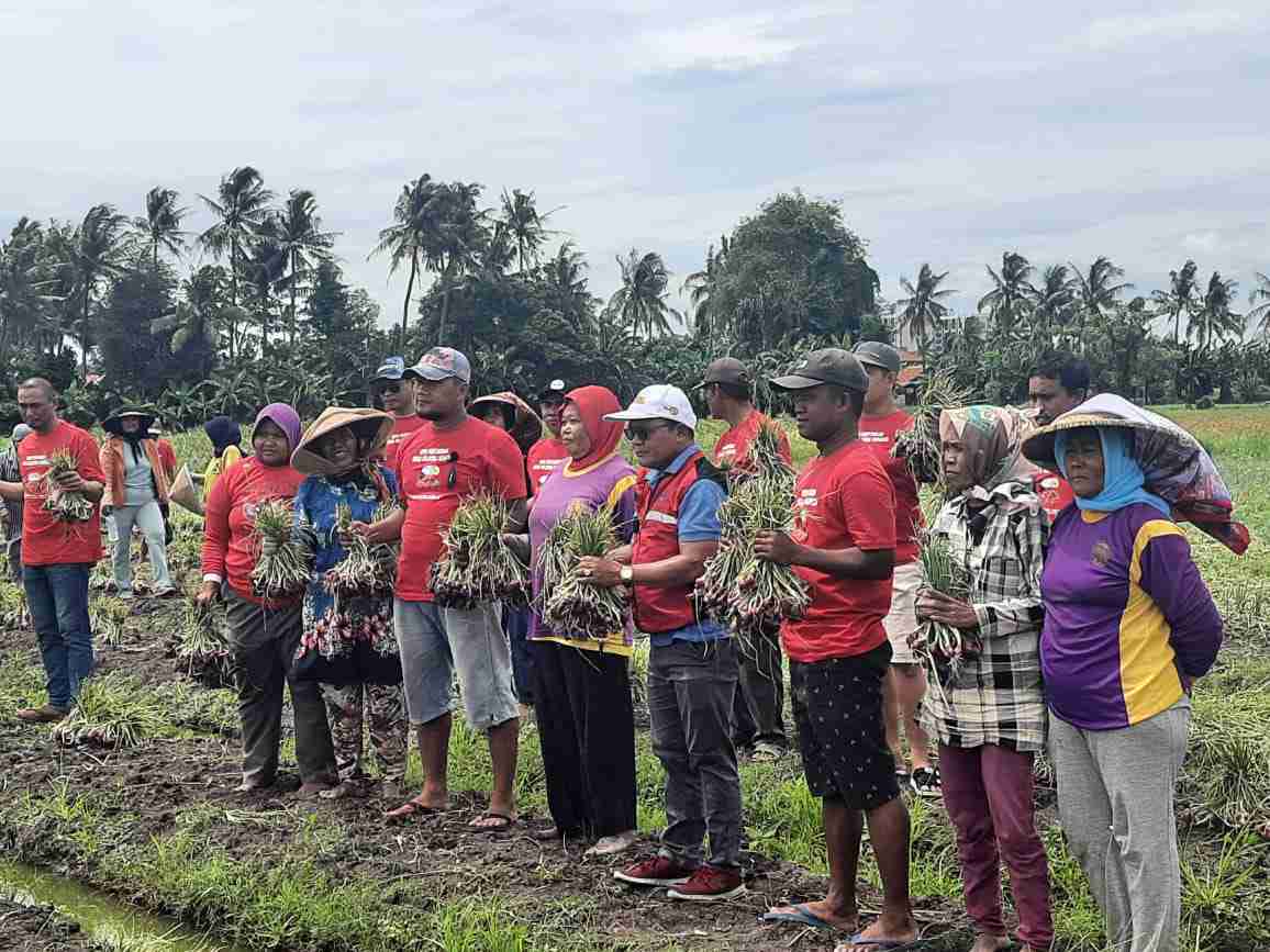Panen Raya Bawang Panen Raya Bawang