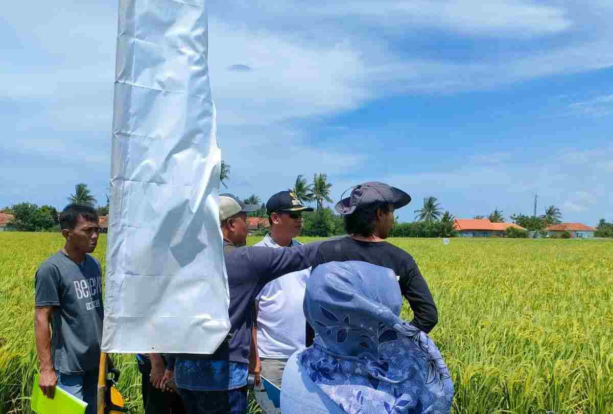 Wisata Berkonsep Persawahan Wisata Berkonsep Persawahan