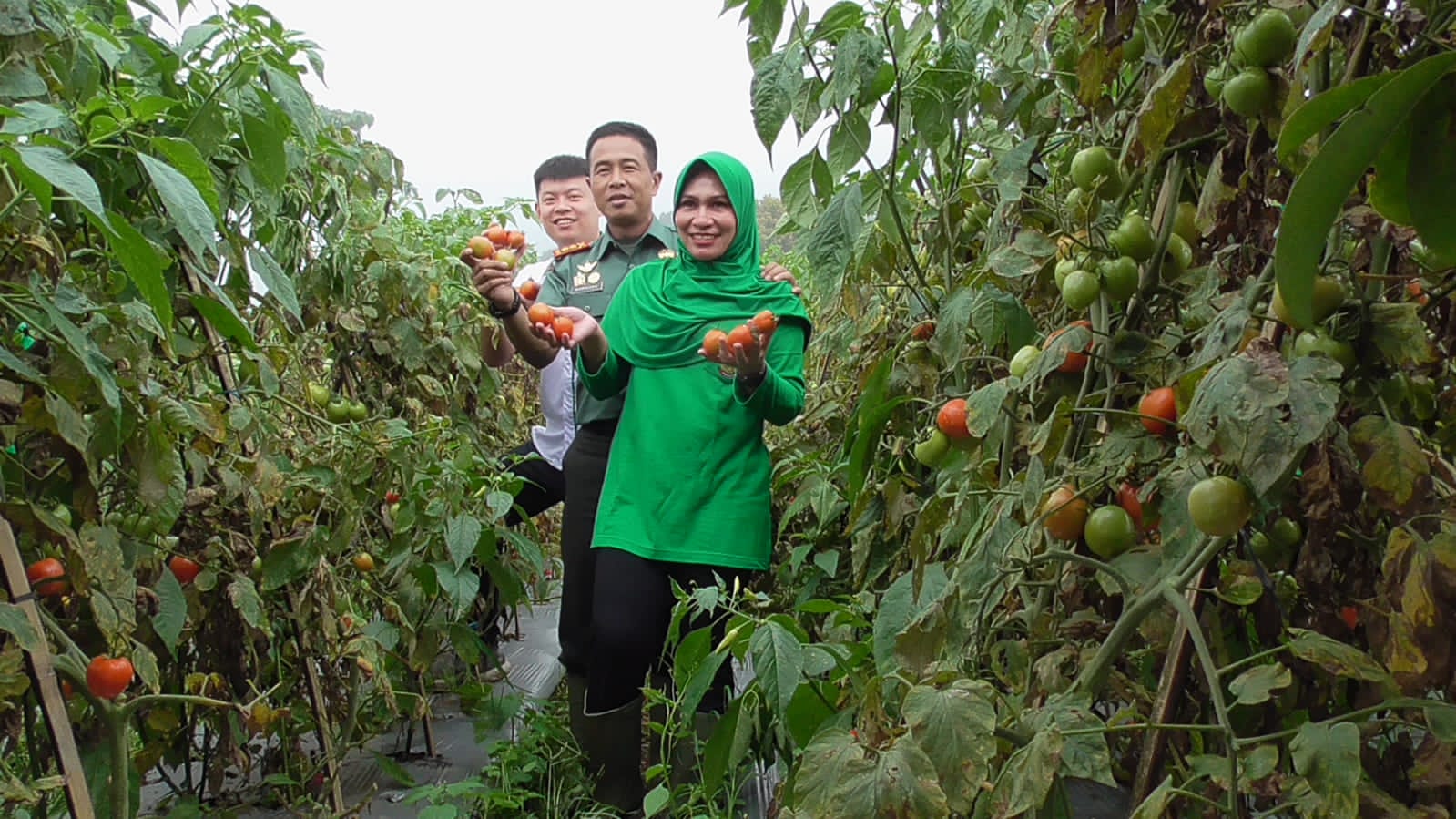 Perkuat Ketahanan Pangan, Dandim 0615 Kuningan Panen Tomat Dengan HKTI Perkuat Ketahanan Pangan, Dandim 0615 Kuningan Panen Tomat Dengan HKTI