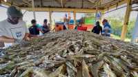 Opini Budidaya ikan Zakat Pemberdayaan Opini Budidaya ikan Zakat Pemberdayaan