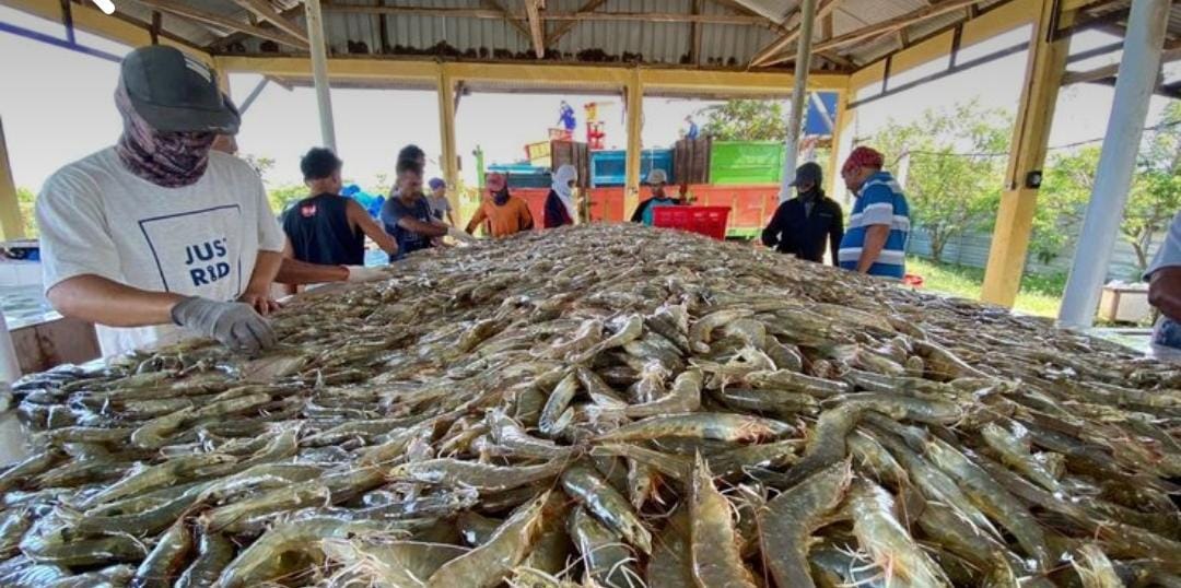 Opini Budidaya ikan Zakat Pemberdayaan Opini Budidaya ikan Zakat Pemberdayaan