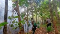 Kebakaran Hutan dan Lahan Kebakaran Hutan dan Lahan