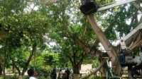 Utamakan Keselamatan, DLH Tulang Bawang Pangkas Pohon di Pinggir Jalan Utamakan Keselamatan, DLH Tulang Bawang Pangkas Pohon di Pinggir Jalan