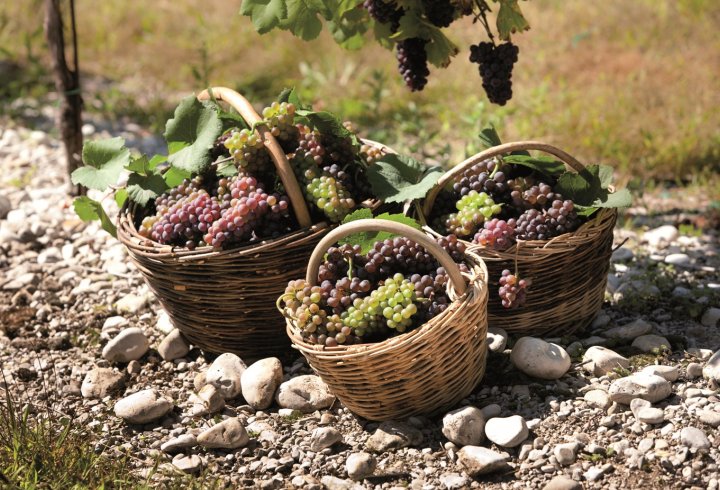 Sagra del Vino Sagra del Vino