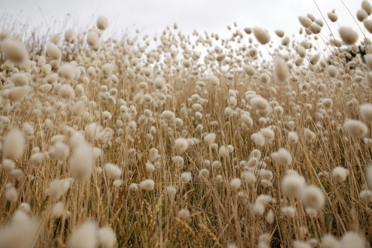 Data-driven cotton: How AI and satellite imagery are transforming yield forecasting in Texas – Tech Funding News Data-driven cotton: How AI and satellite imagery are transforming yield forecasting in Texas – Tech Funding News