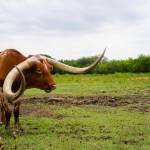 UT Unveils Proposed Guidelines for Responsible Use of AI in Teaching and Learning – UT News UT Unveils Proposed Guidelines for Responsible Use of AI in Teaching and Learning – UT News