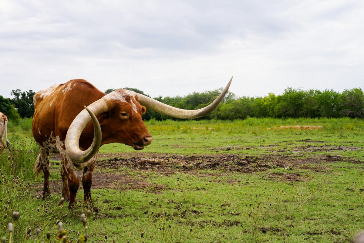 AI in EDU: UT Austin introduces new AI support for teaching and learning AI in EDU: UT Austin introduces new AI support for teaching and learning
