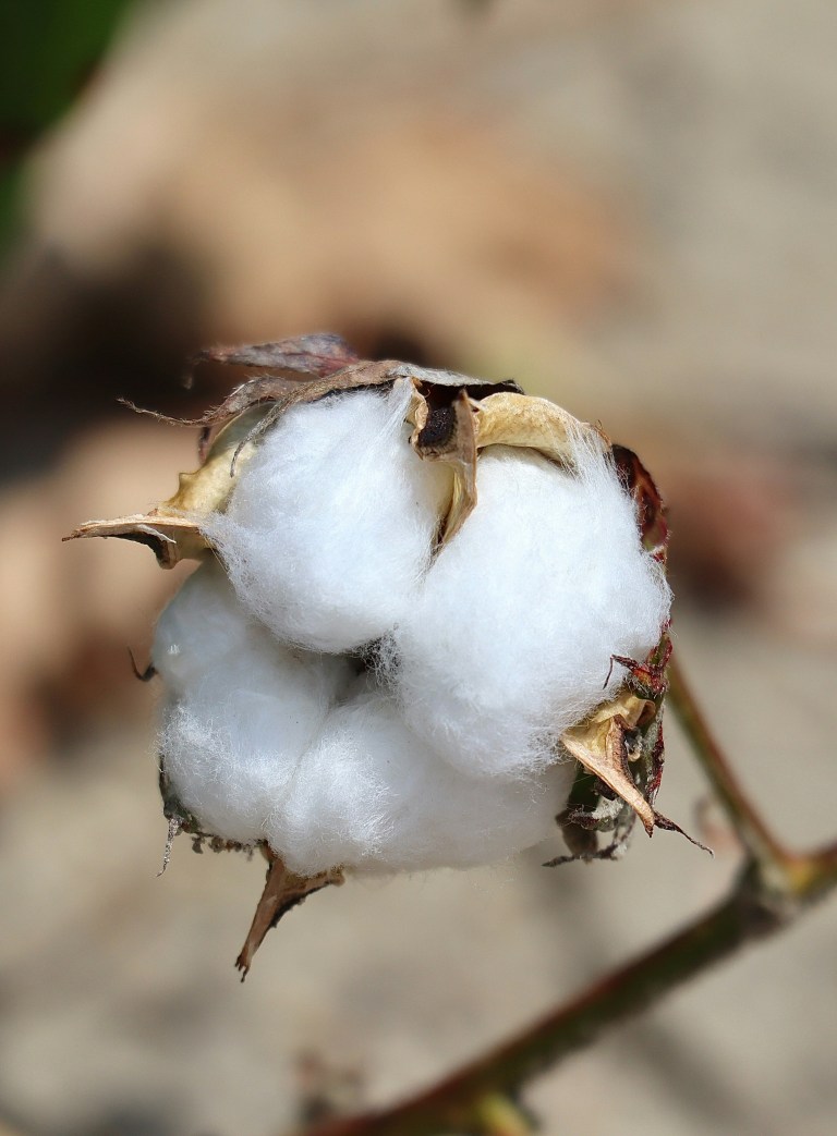 Evolution powers new cotton seed innovation – Ecotextile News Evolution powers new cotton seed innovation – Ecotextile News