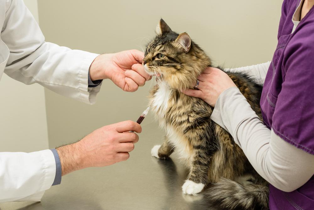 Animal Health Partners Ready to Help Animal Health Partners Ready to Help