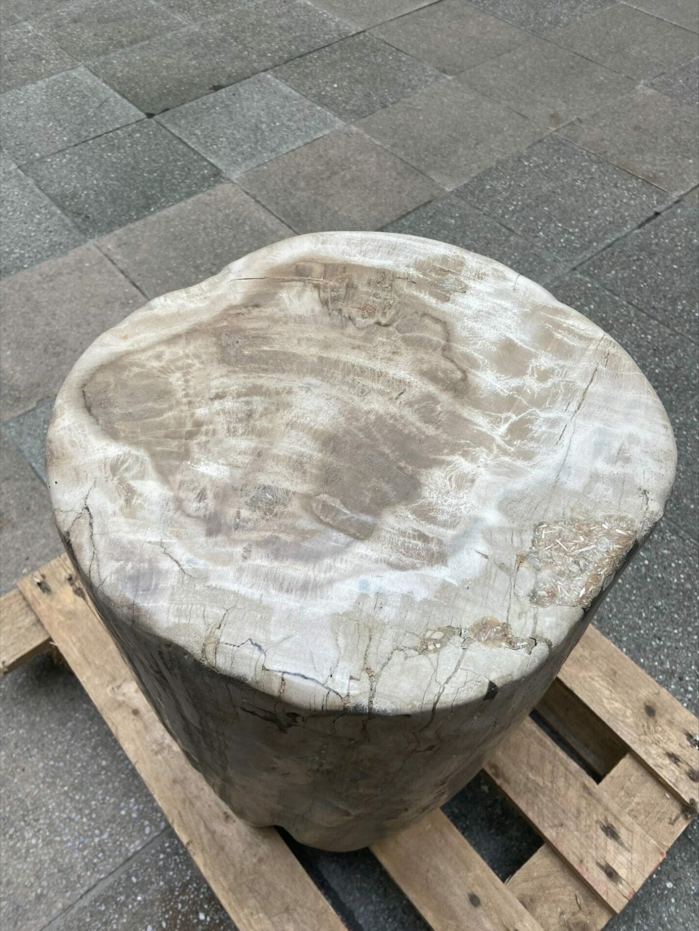 Bois pétrifié 2 – Période Trias