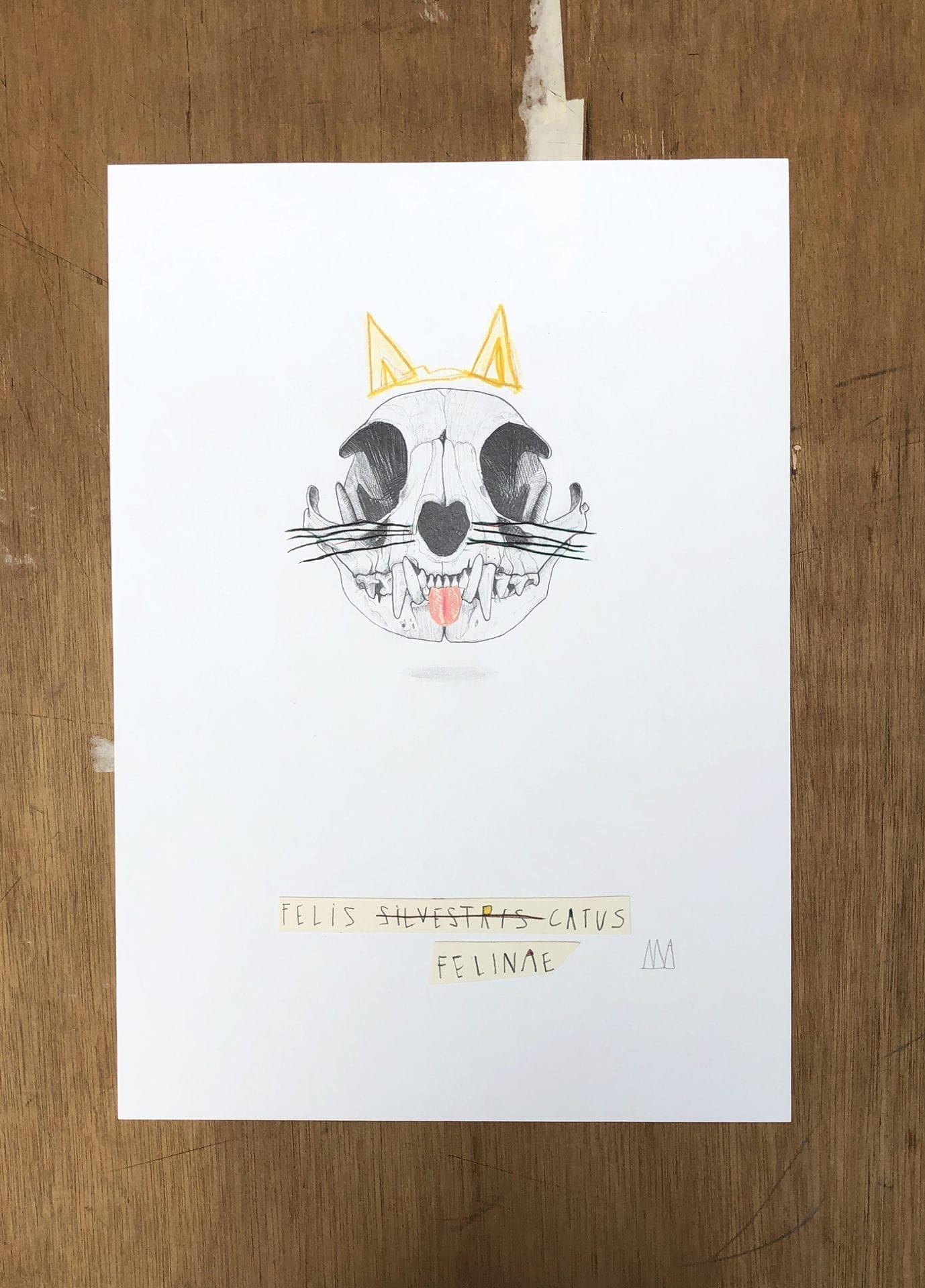 Mateo ANDREA – Felis Catus – 2020 – Dessin