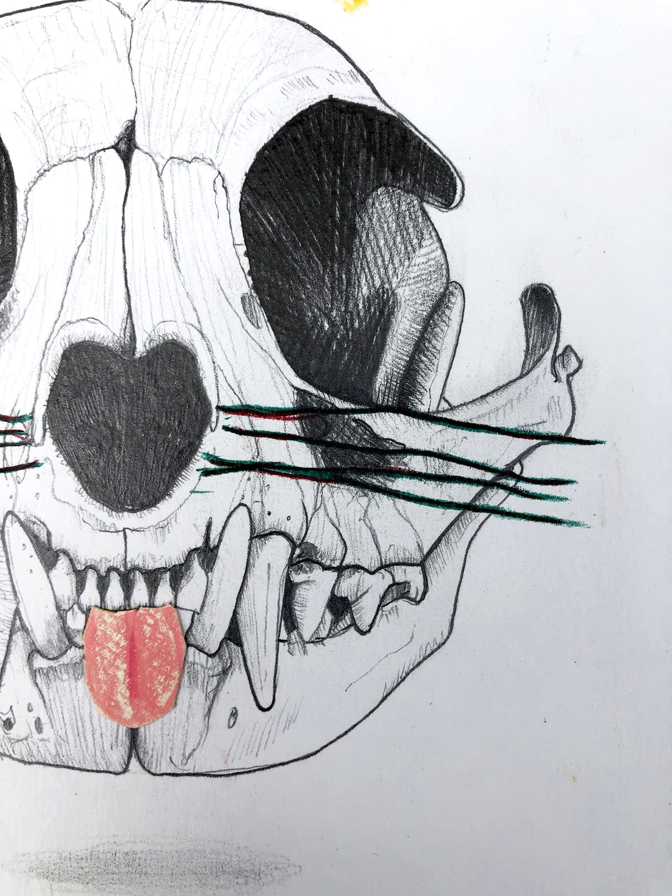 Mateo ANDREA – Felis Catus – 2020 – Dessin