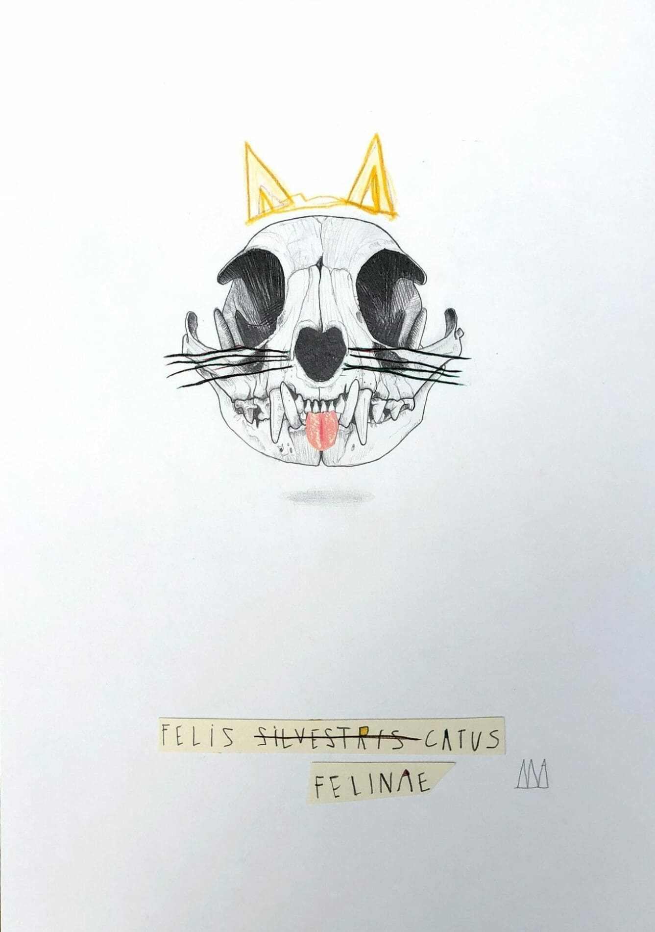 Mateo ANDREA – Felis Catus – 2020 – Dessin