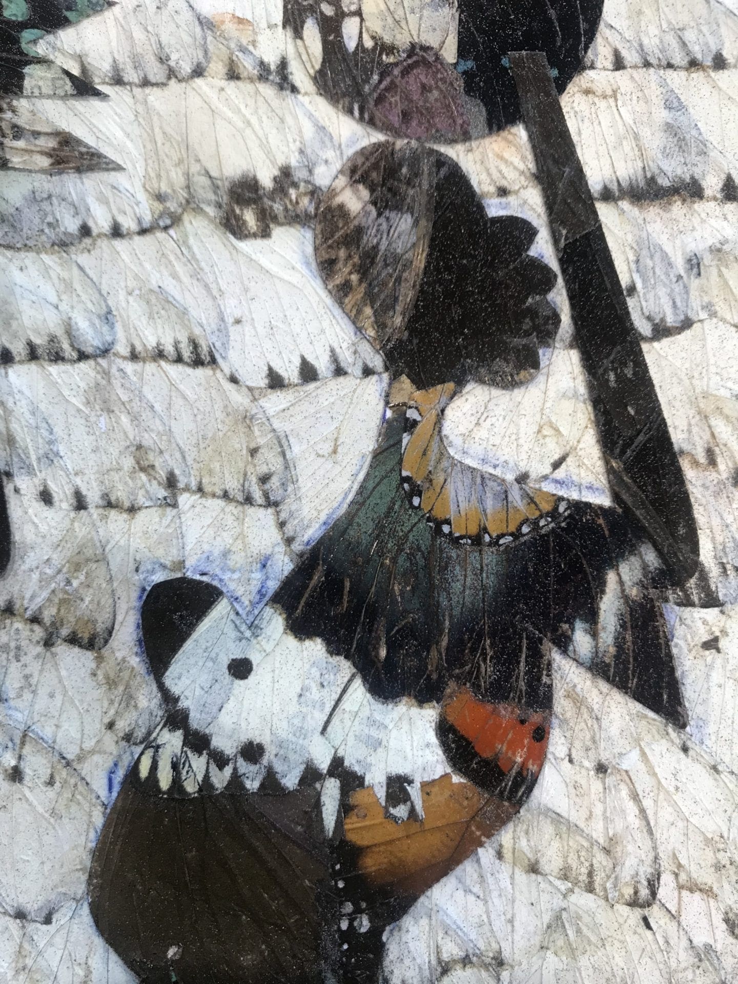 Collage d’Ailes de Papillons par Moluh Seidou – Chef-d’œuvre de 2017