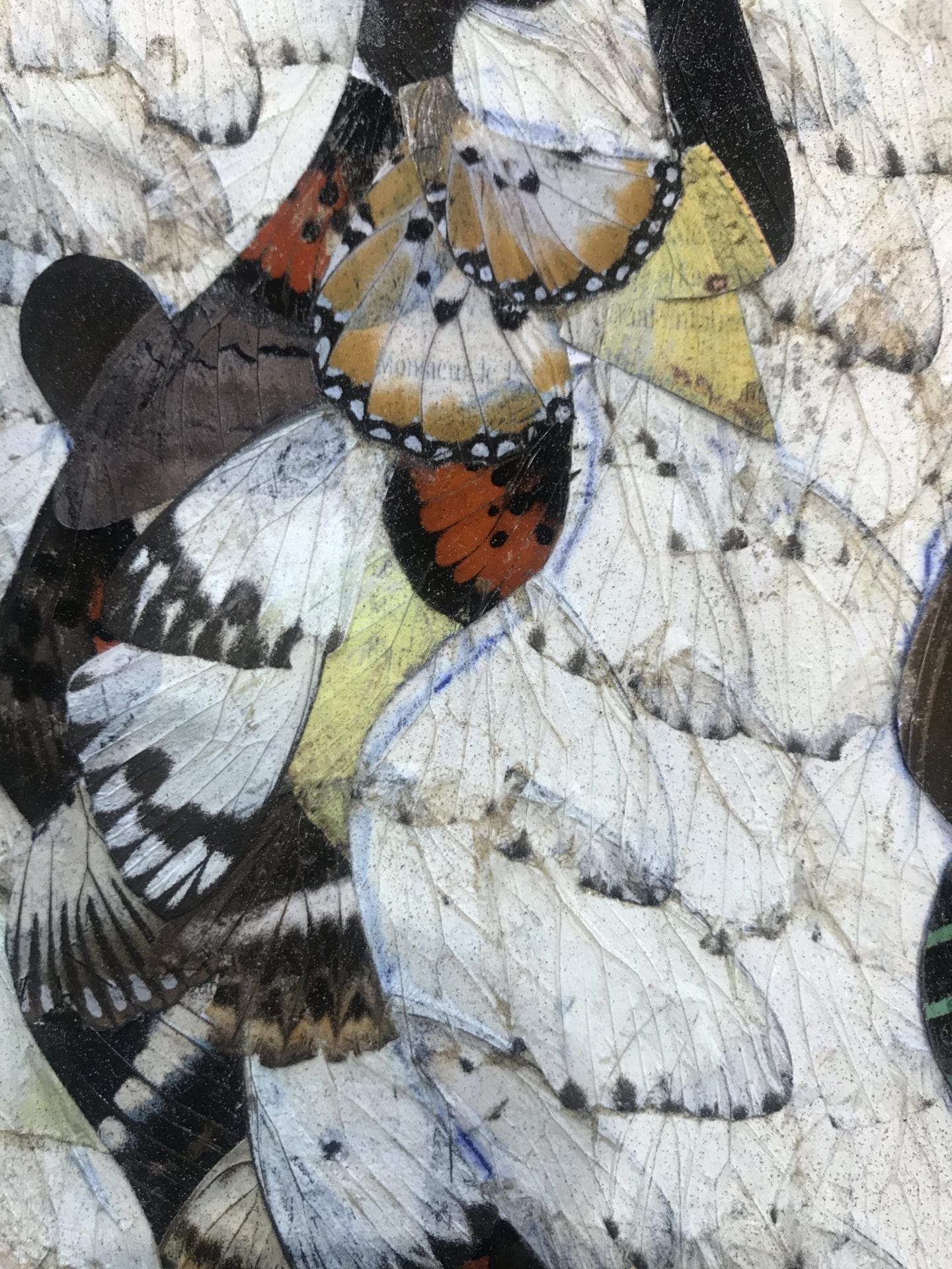 Collage d’Ailes de Papillons par Moluh Seidou – Chef-d’œuvre de 2017