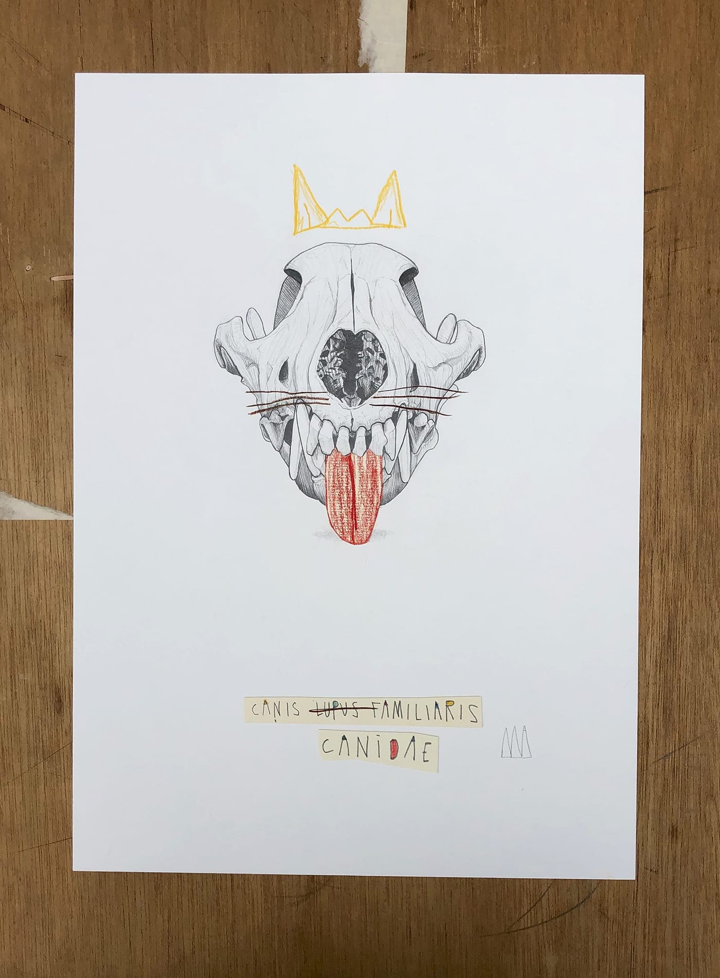 Mateo ANDREA – Canis Candea – 2020 – Dessin
