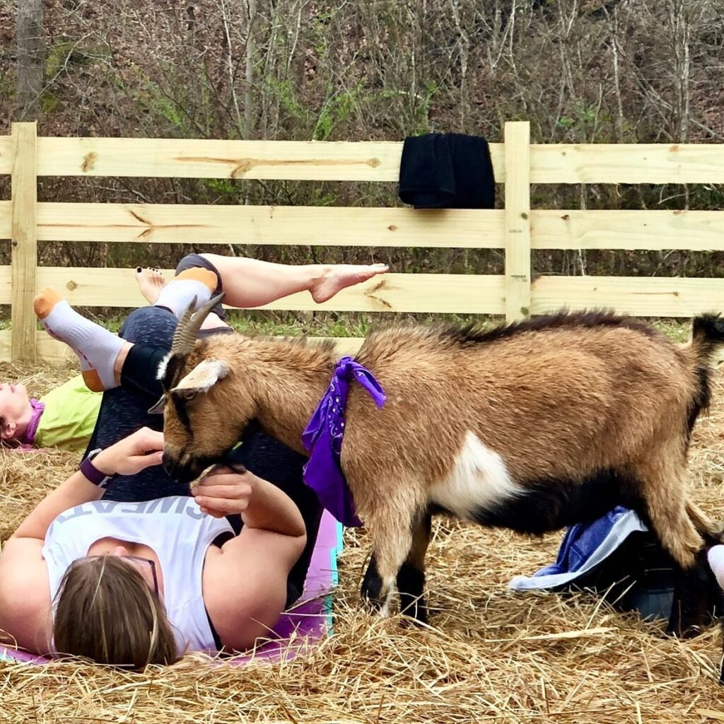 5 places to frolic with goats in Alabaaama 5 places to frolic with goats in Alabaaama