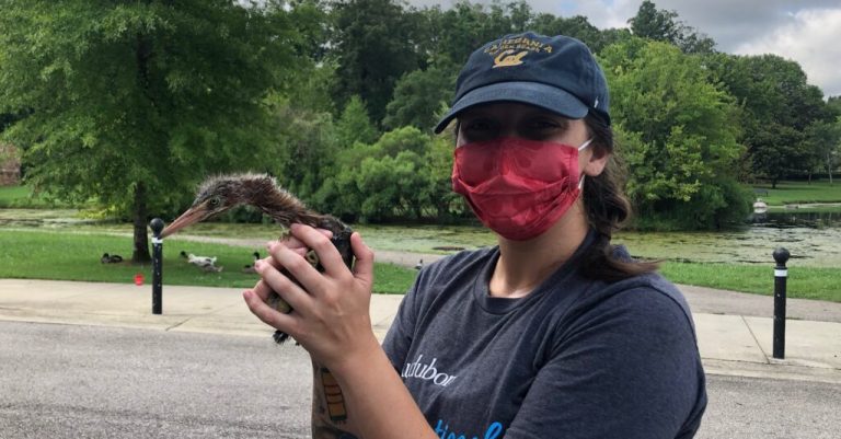 The Protect Our Birds tag helps you support Alabama’s birds—for free The Protect Our Birds tag helps you support Alabama’s birds—for free