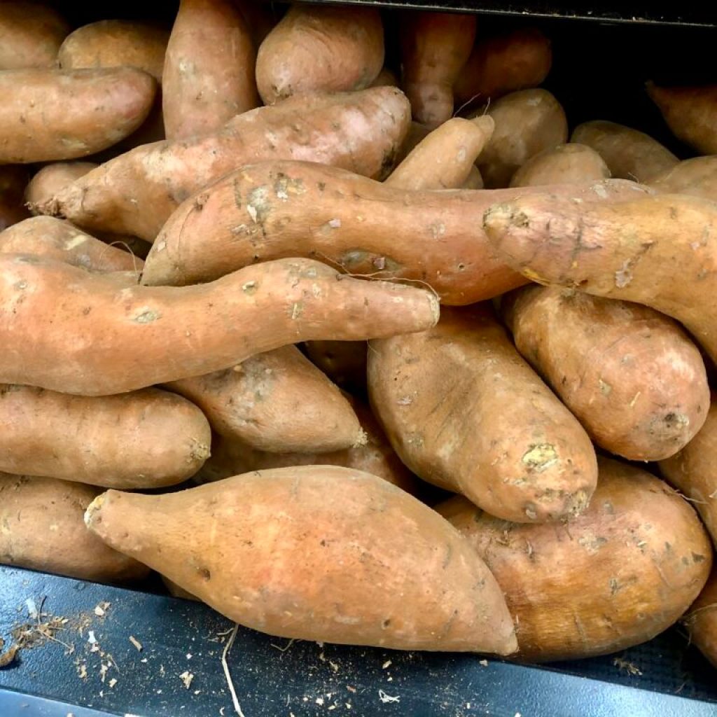 sweet potato bill sweet potato bill