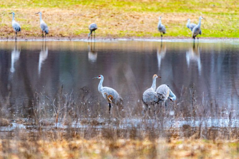 5 exciting festivals happening in Alabama this January 5 exciting festivals happening in Alabama this January